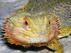 The Coveted Bearded Dragon